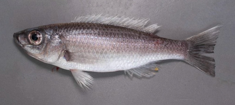 Diplotaxodon limnothrissa 'Cape Maclear'